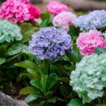 resized_33_api